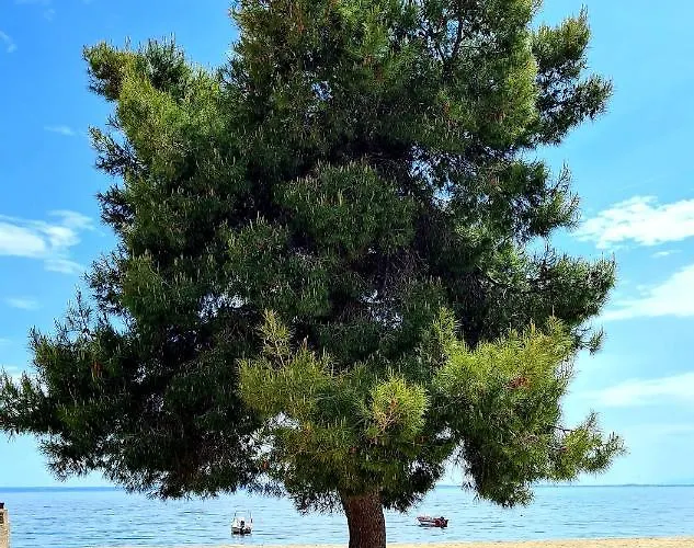 Kalybeach